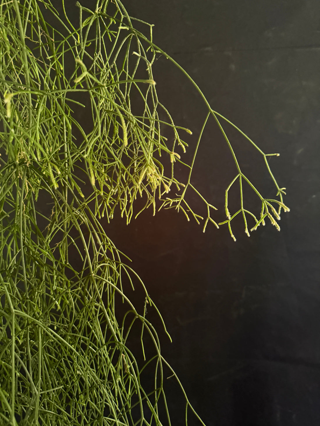 Rhipsalis baccifera: The Mistletoe Cactus with a Global Story