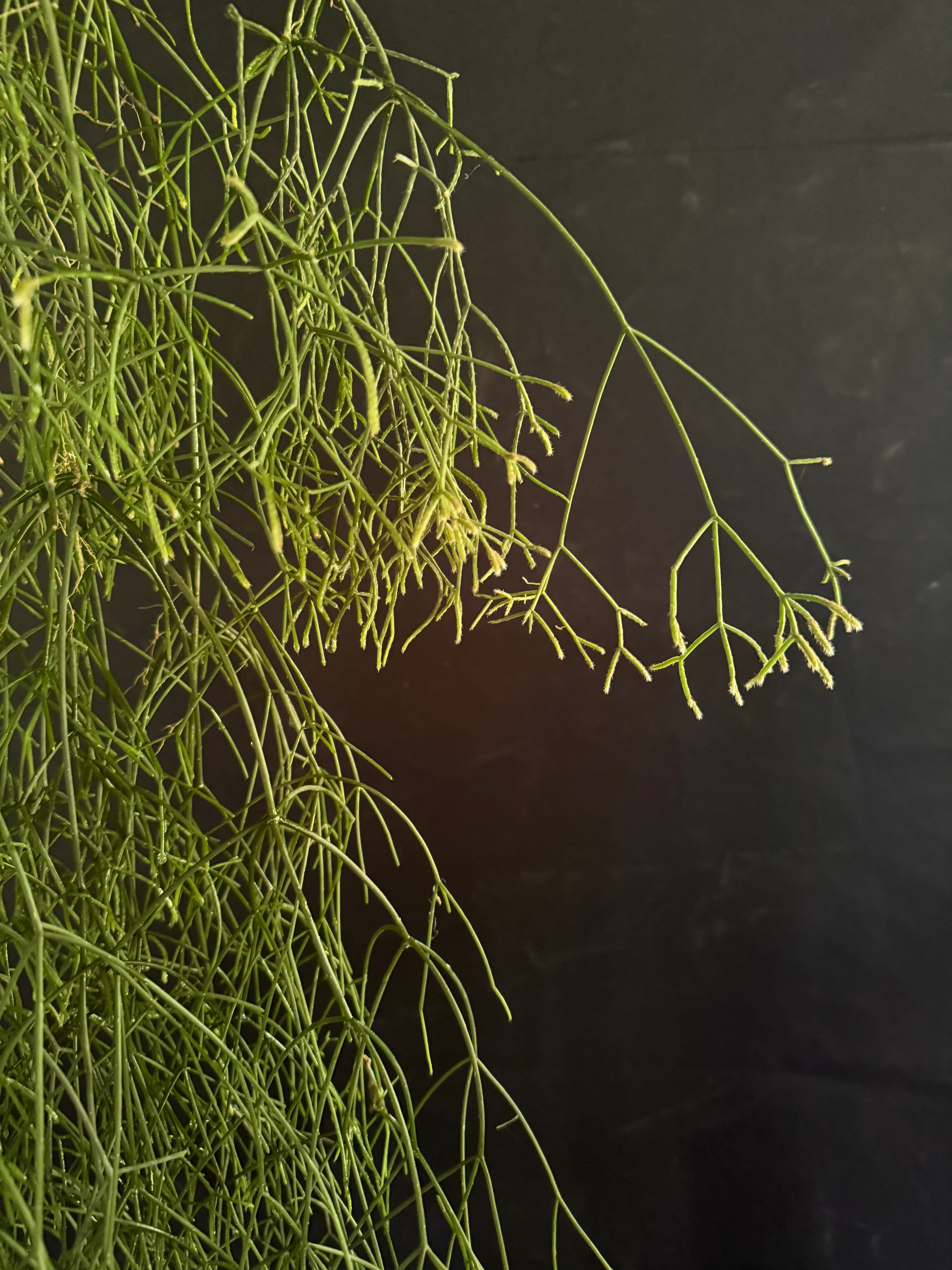 Rhipsalis baccifera: The Mistletoe Cactus with a Global Story