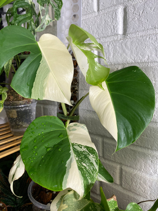 Author's Monstera Borsigiana Albo Variegata