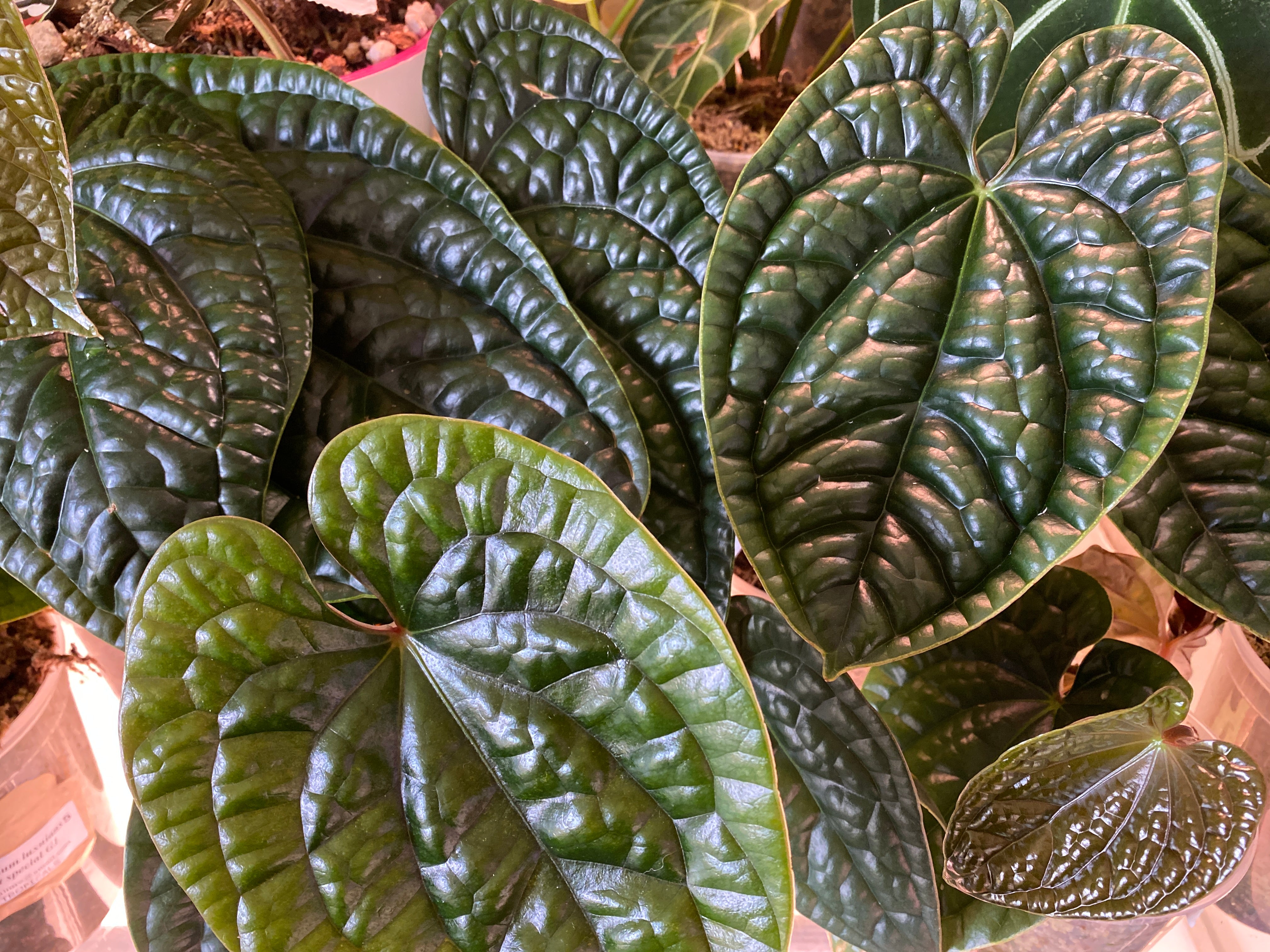 Anthurium splendidum