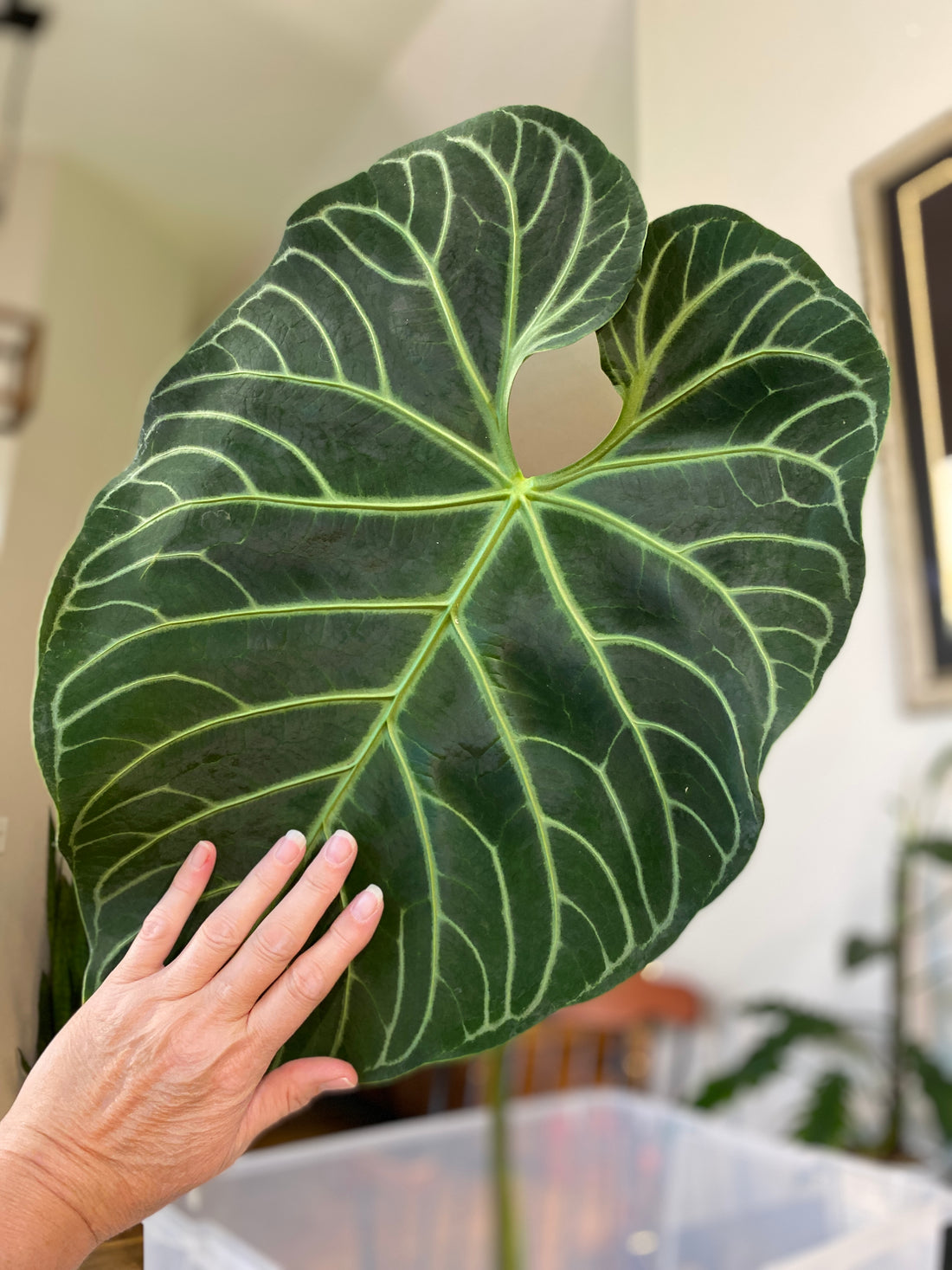 Anthurium Regale