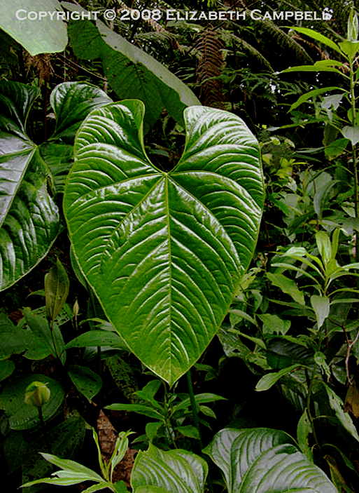 Anthurium Sagittatum