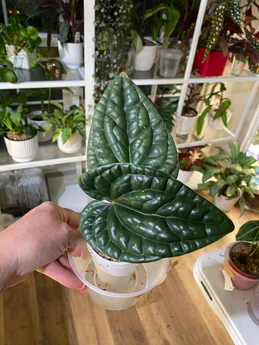 Anthurium Luxurians