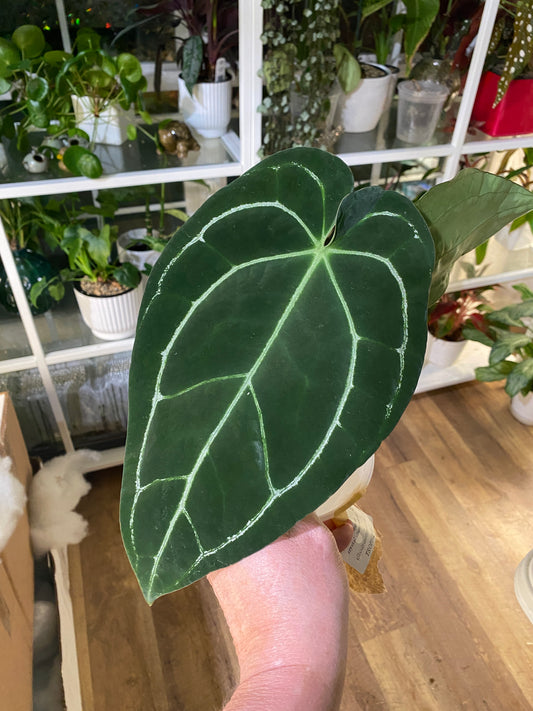 Anthurium cf Besseae