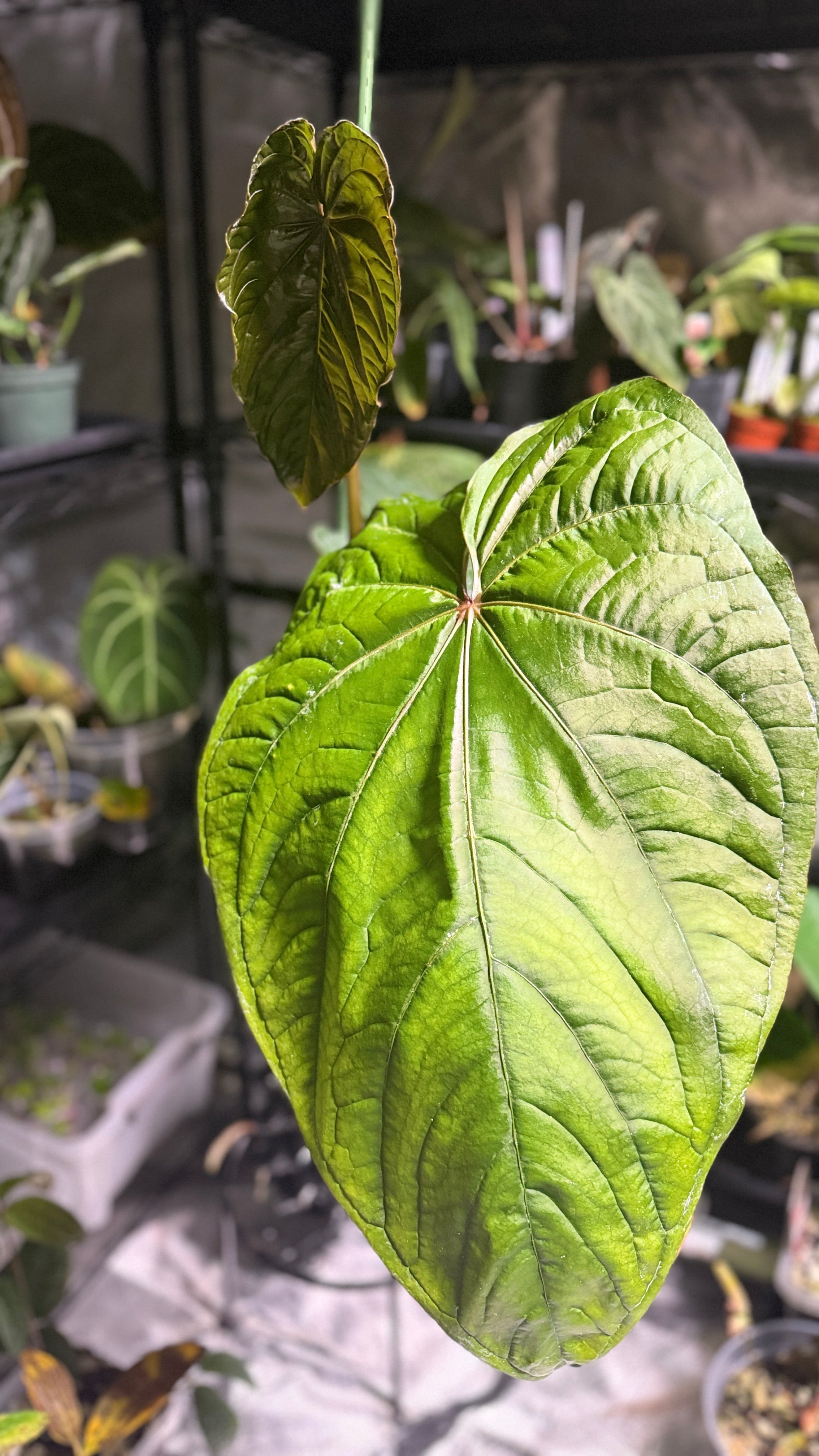 Anthurium ‘Circus Peanuts’: A Collector’s Dream with a Curious Name