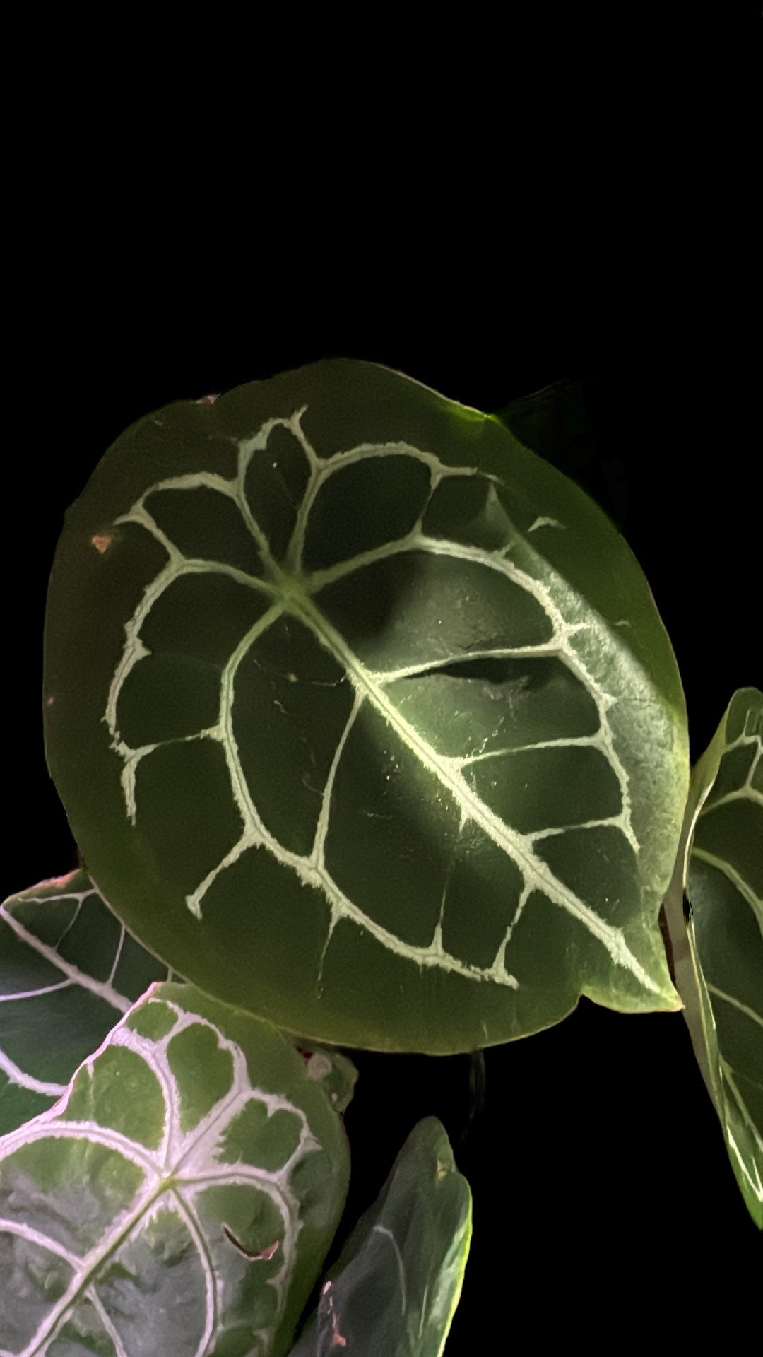 Anthurium Forgetii NE Br.