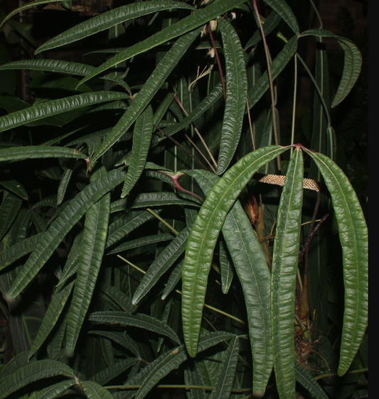 Anthurium Cutucuense