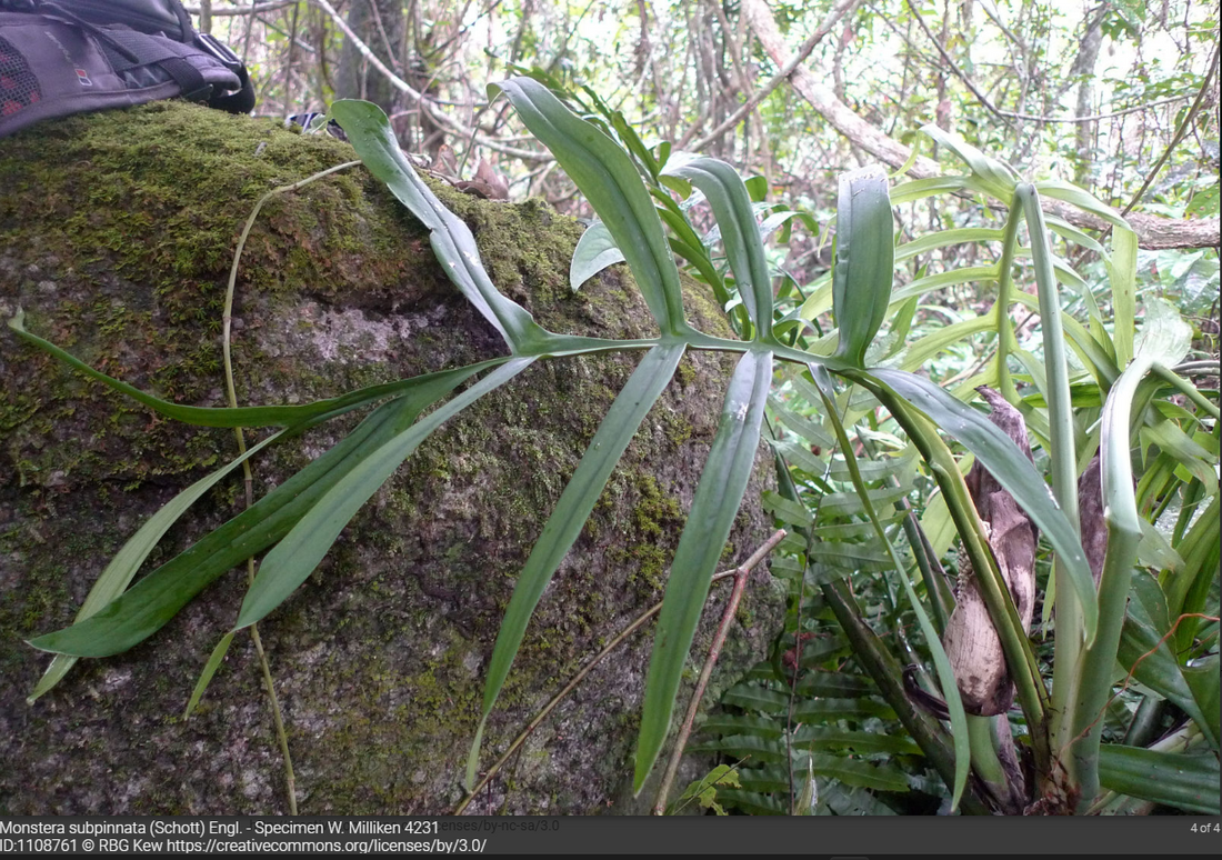 Monstera Subpinnata