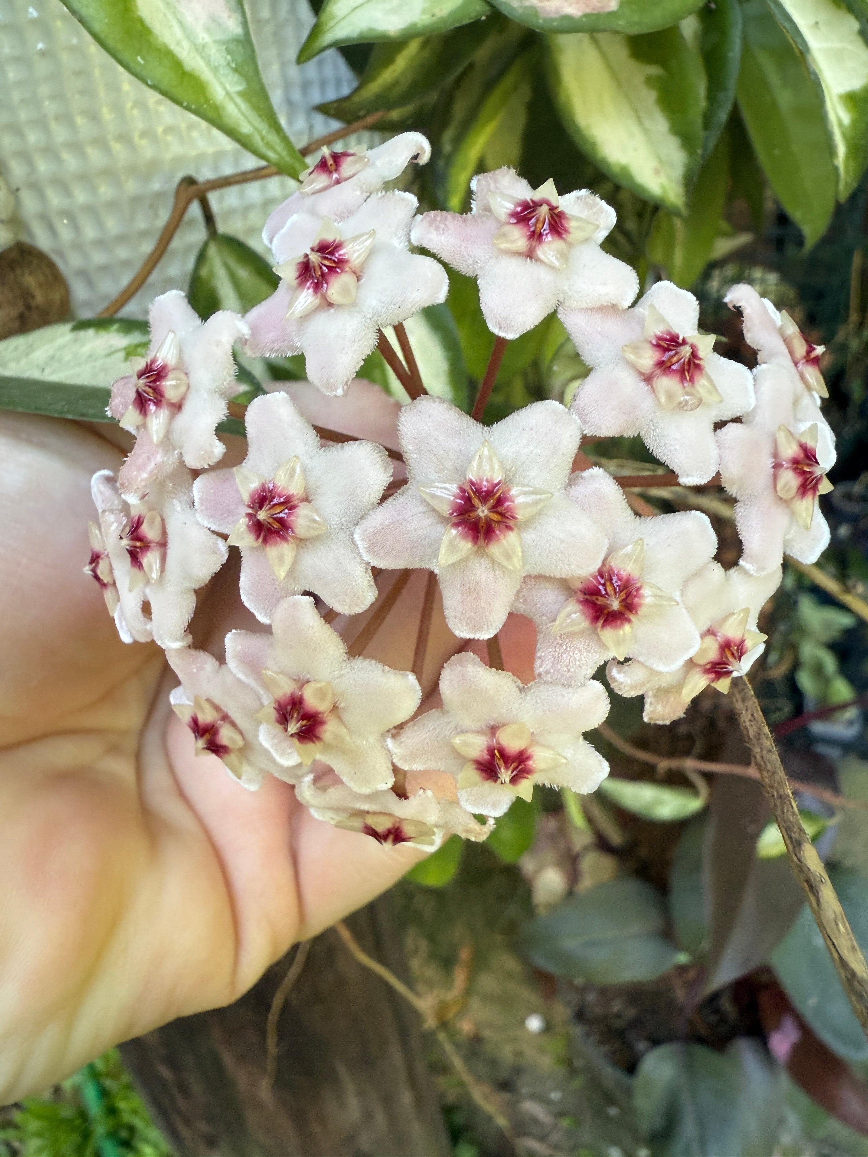 Featured Plants