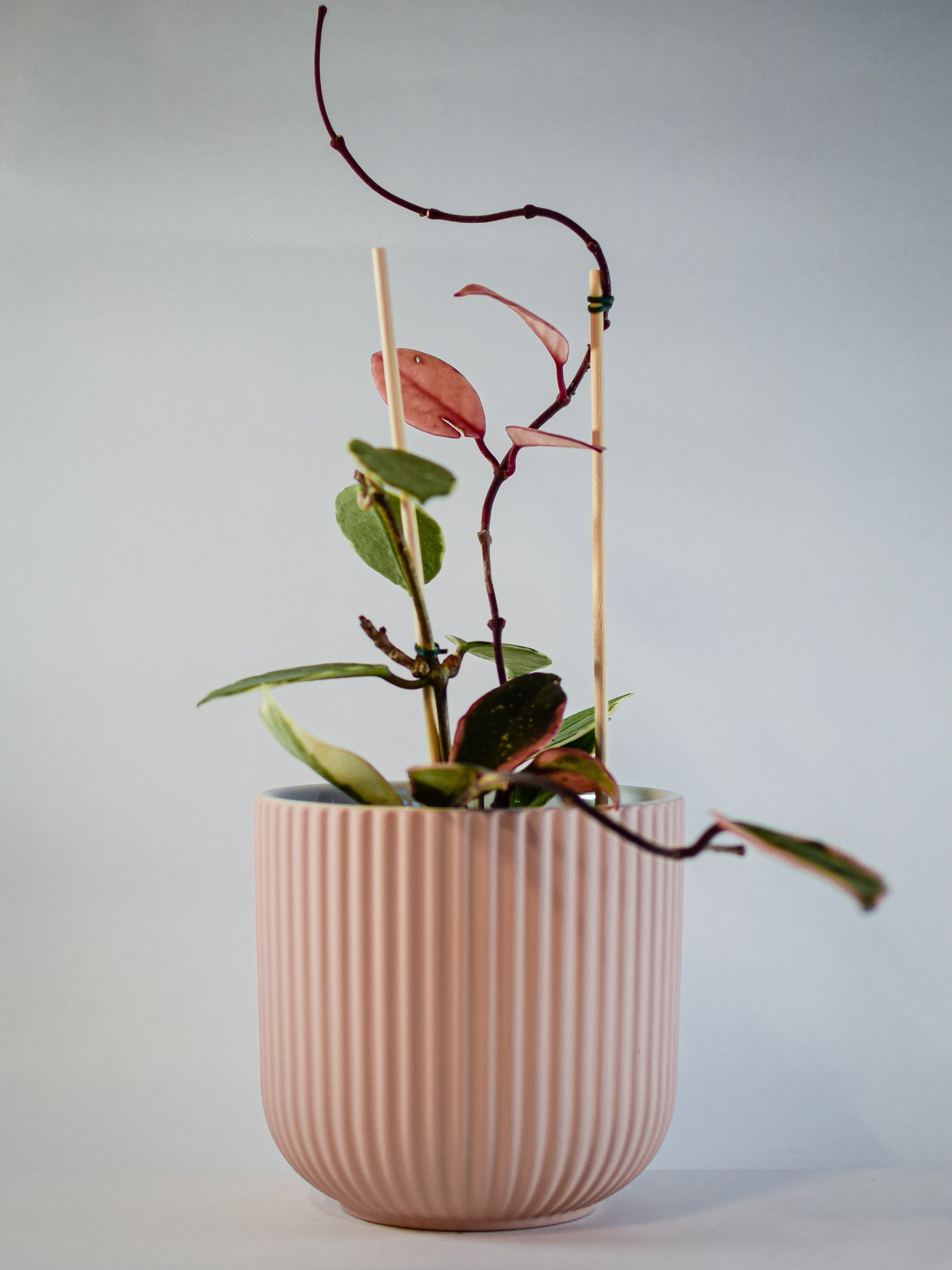 Pejvak Samadani on Unsplash