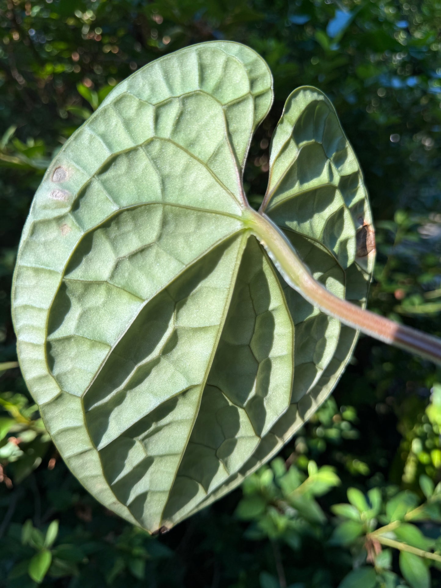 Anthurium Luxurians Platinum