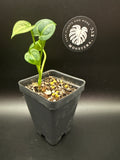 Anthurium Clarinervium ‘Barry Schwartz’ Seedling