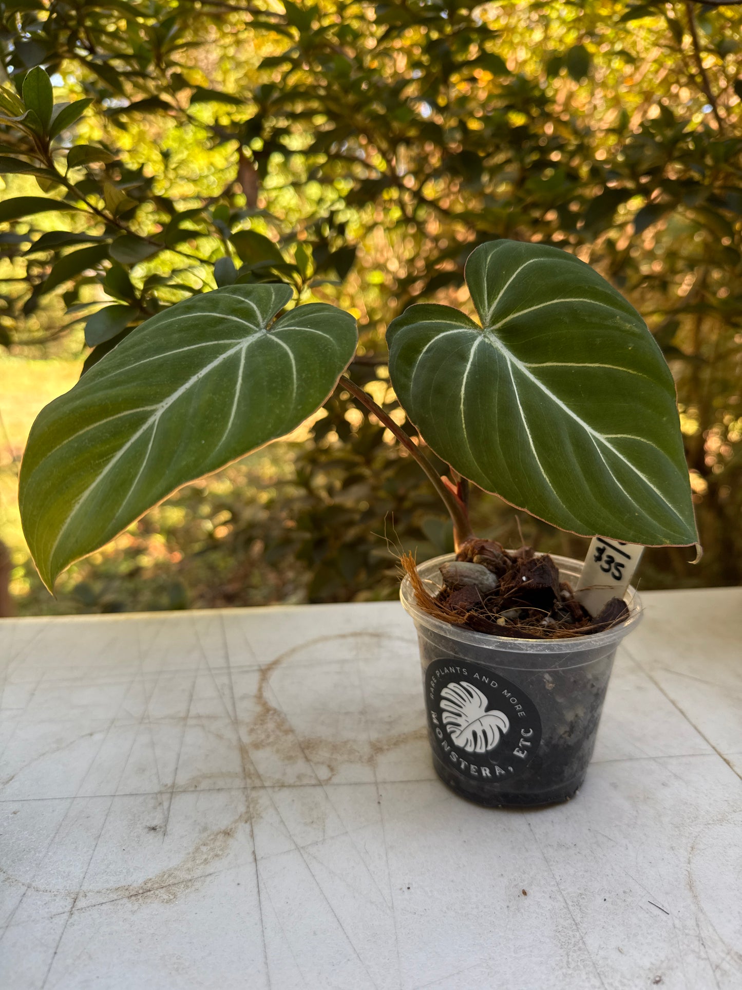 Philodendron Gloriosum (white) #0005