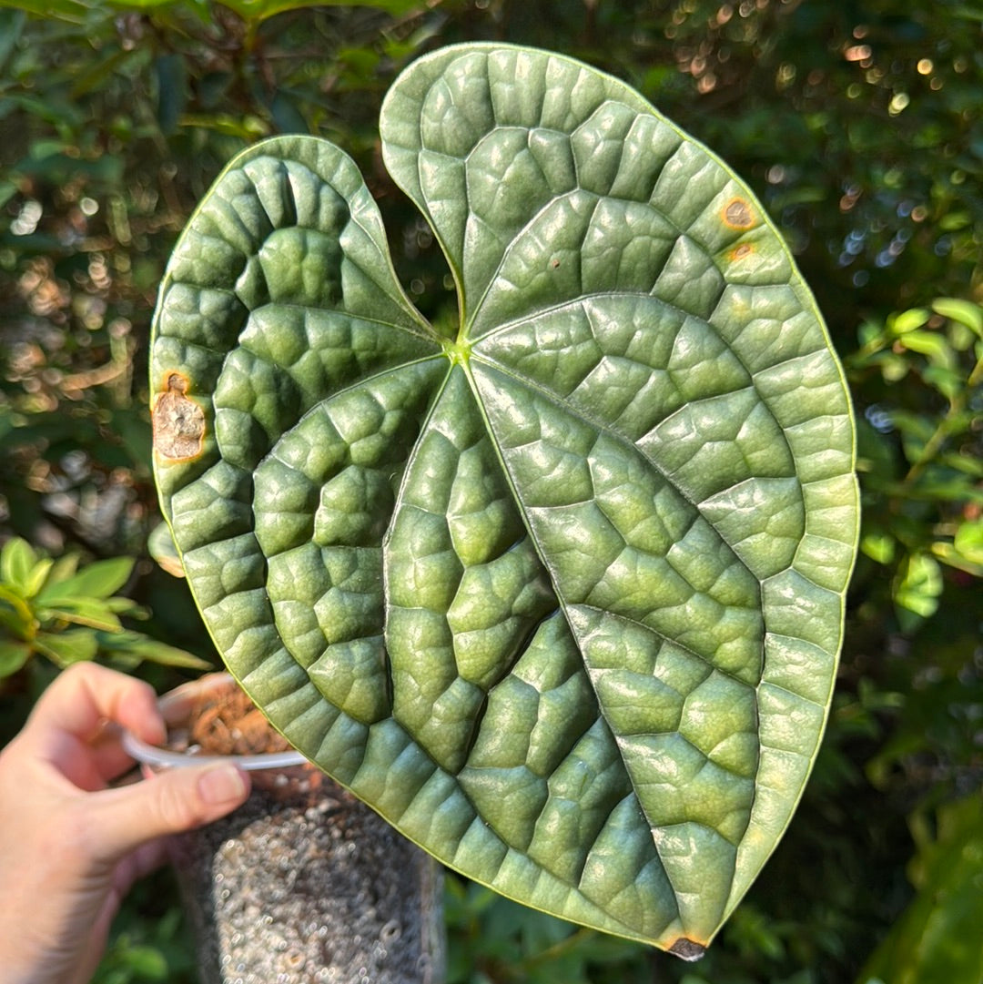 Anthurium Luxurians Platinum