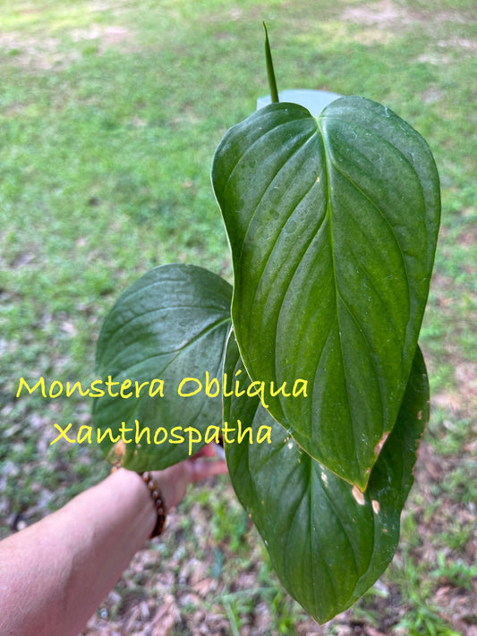 Monstera Obliqua ‘Xanthospatha’