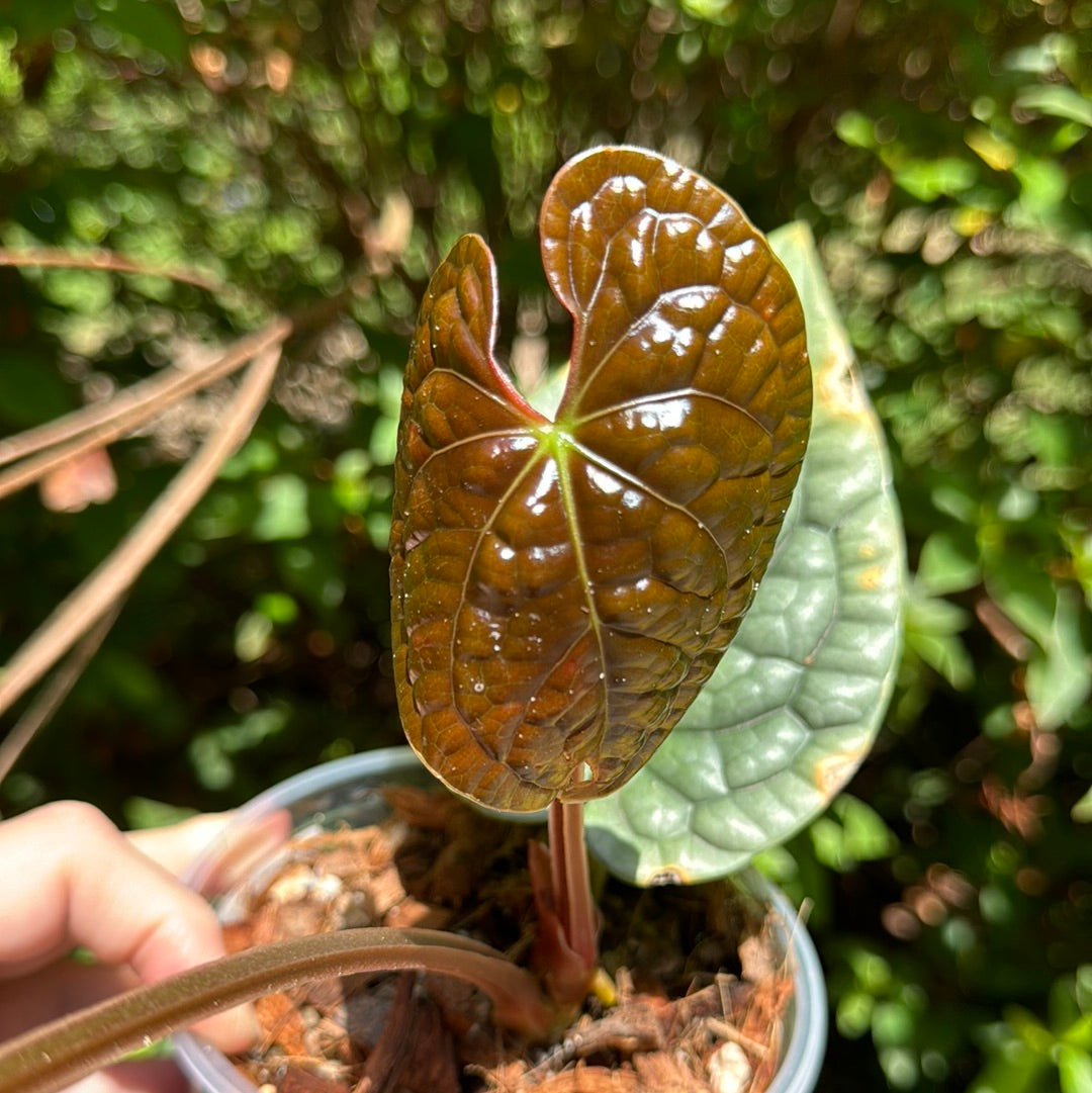 Anthurium Luxurians Platinum