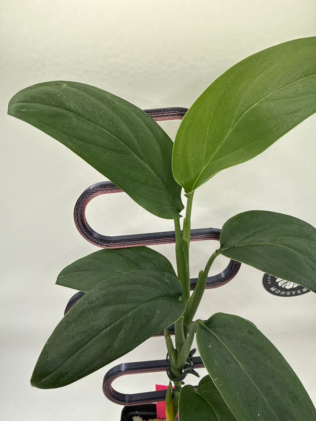 Monstera sp. Black