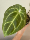 Anthurium besseae aff. — Pink-Form Velvet Species (Grower’s Choice)