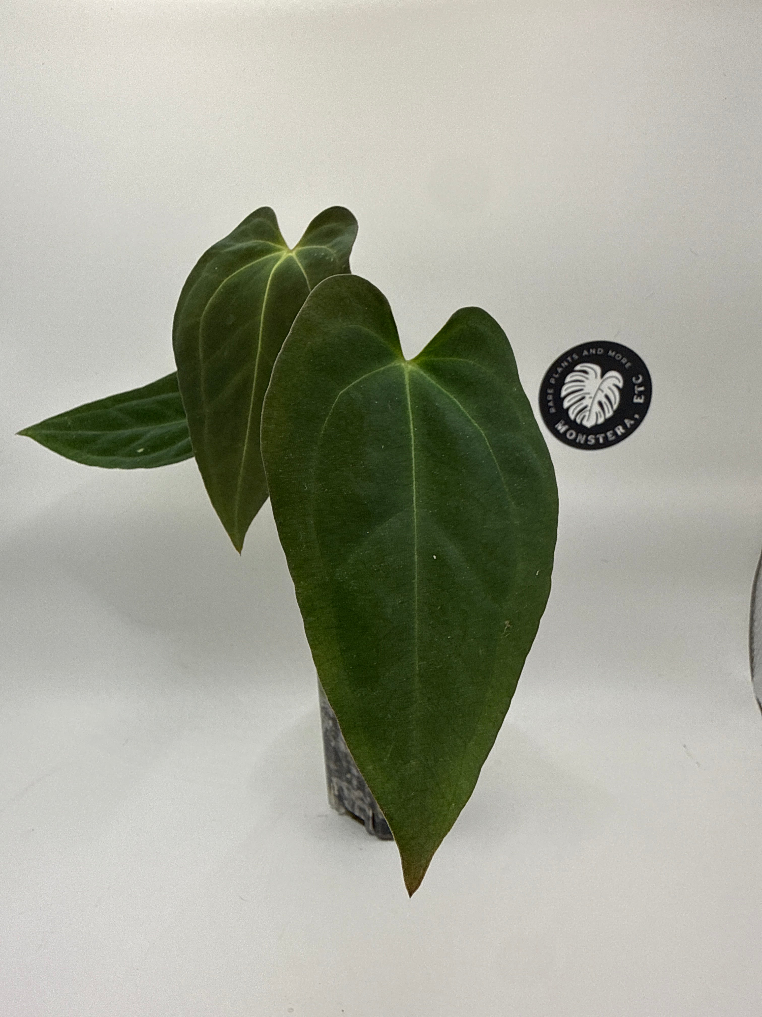 Anthurium Papillilaminum “Black Raven” (by MonsteraEtc) x Forgetii dark form