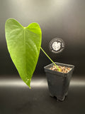 (Anthurium warocqueanum × Anthurium waterburyanum) × Anthurium nigrolaminum.