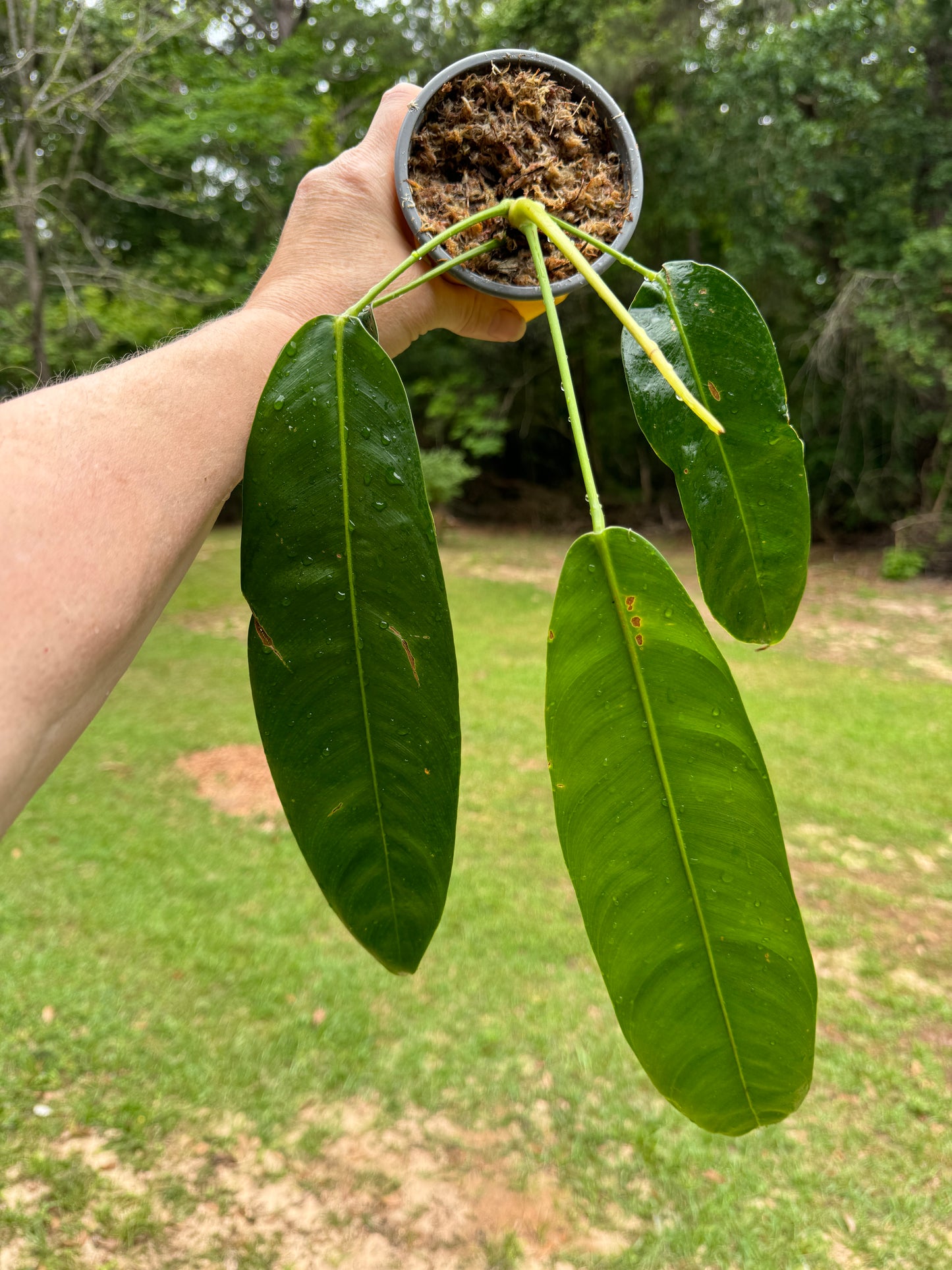 Philodendron Patriciea