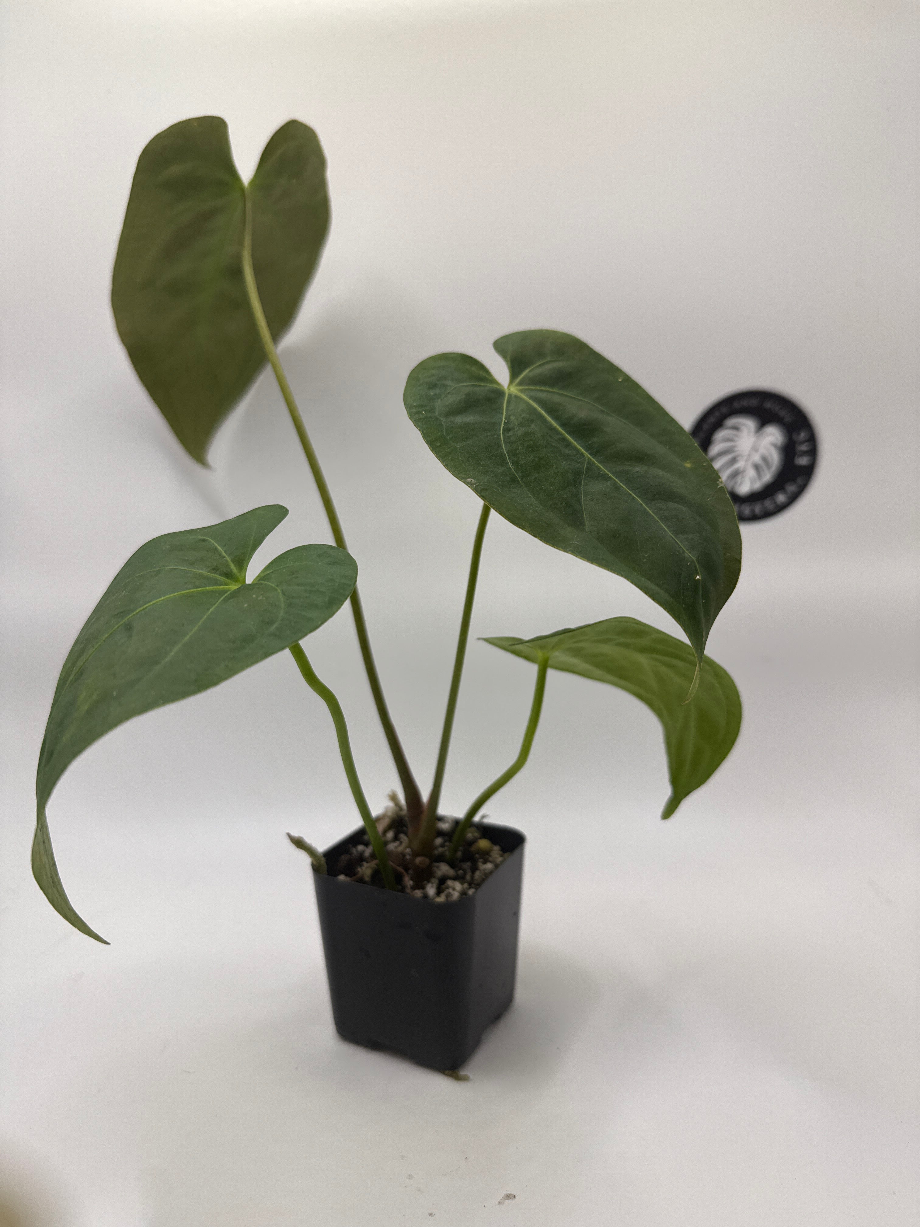 Barry Schwartz Anthurium Magnificum hybrid
