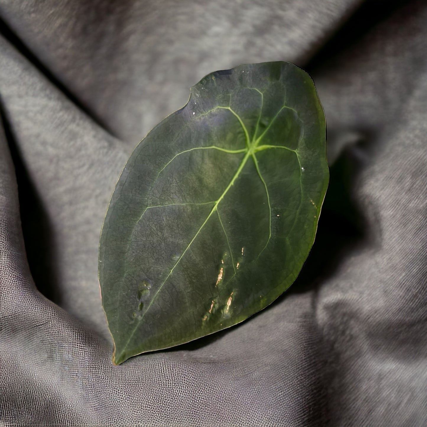 Papillilaminum “Blue Perfection” (seed) x Anthurium Forgetii Dark (pollen) Seedling