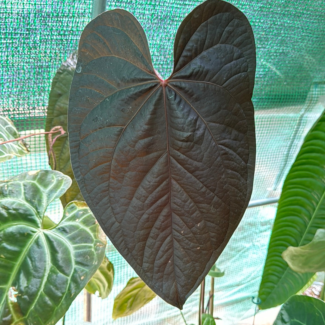 Anthurium “Tezula Queen of Hearts” x Warocoqueanum “Dark Night” SEEDLING