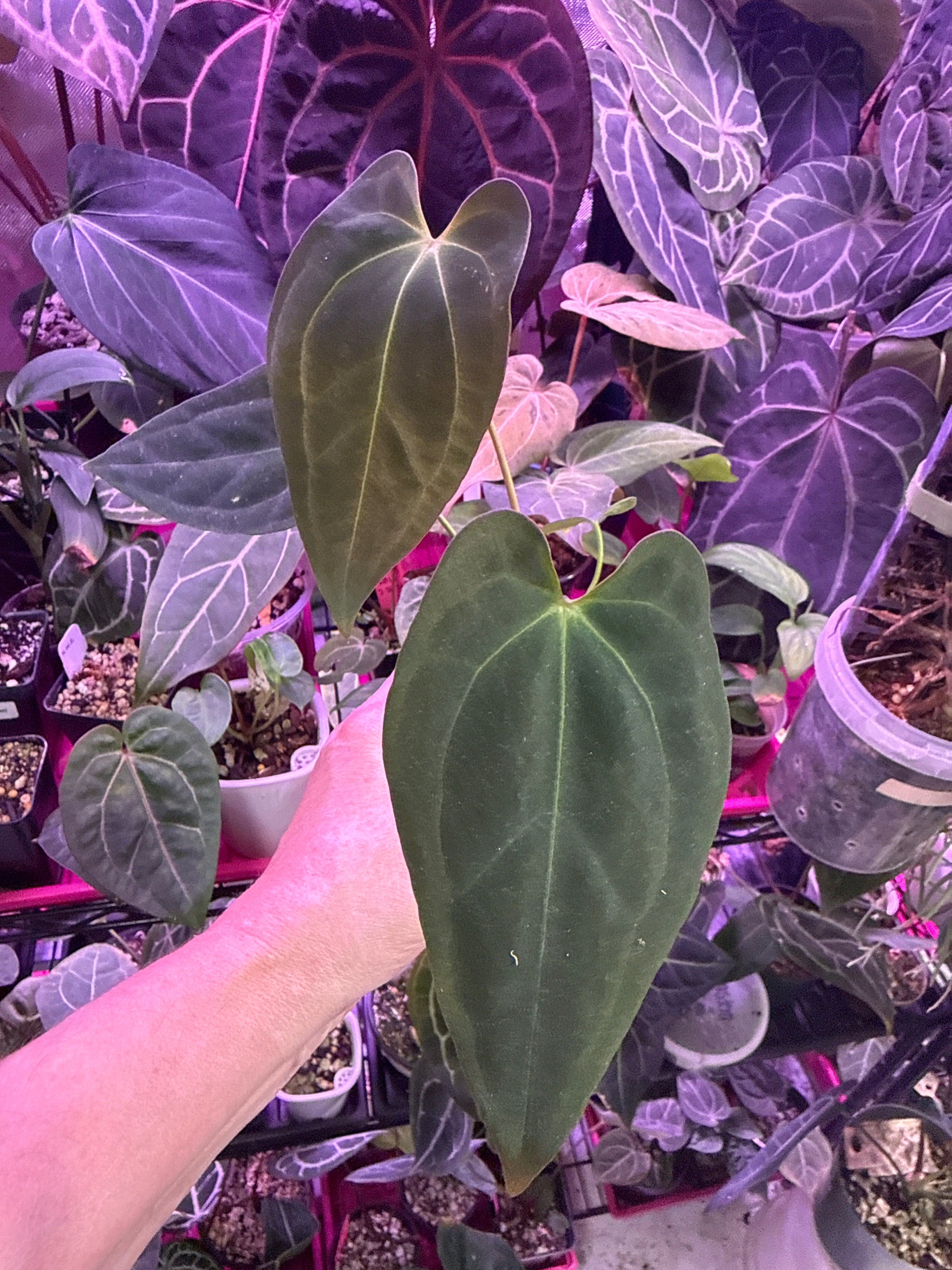 Anthurium Papillilaminum “Black Raven” (by MonsteraEtc) x Forgetii dark form
