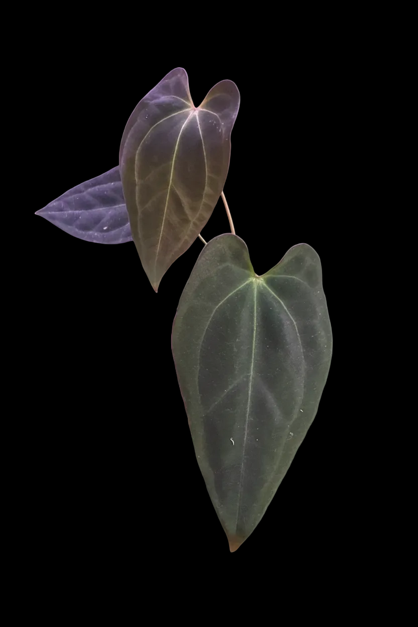 Anthurium Papillilaminum “Black Raven” (by MonsteraEtc) x Forgetii dark form