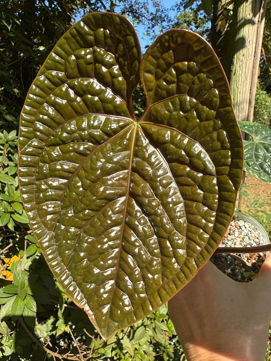 Anthurium Luxurians “Pink” #0002