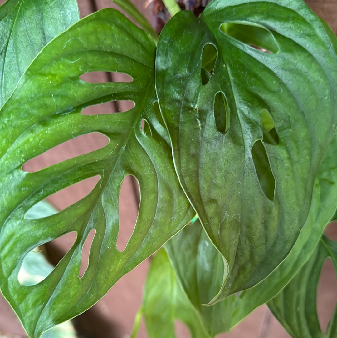 Monstera Obliqua “Panquense”