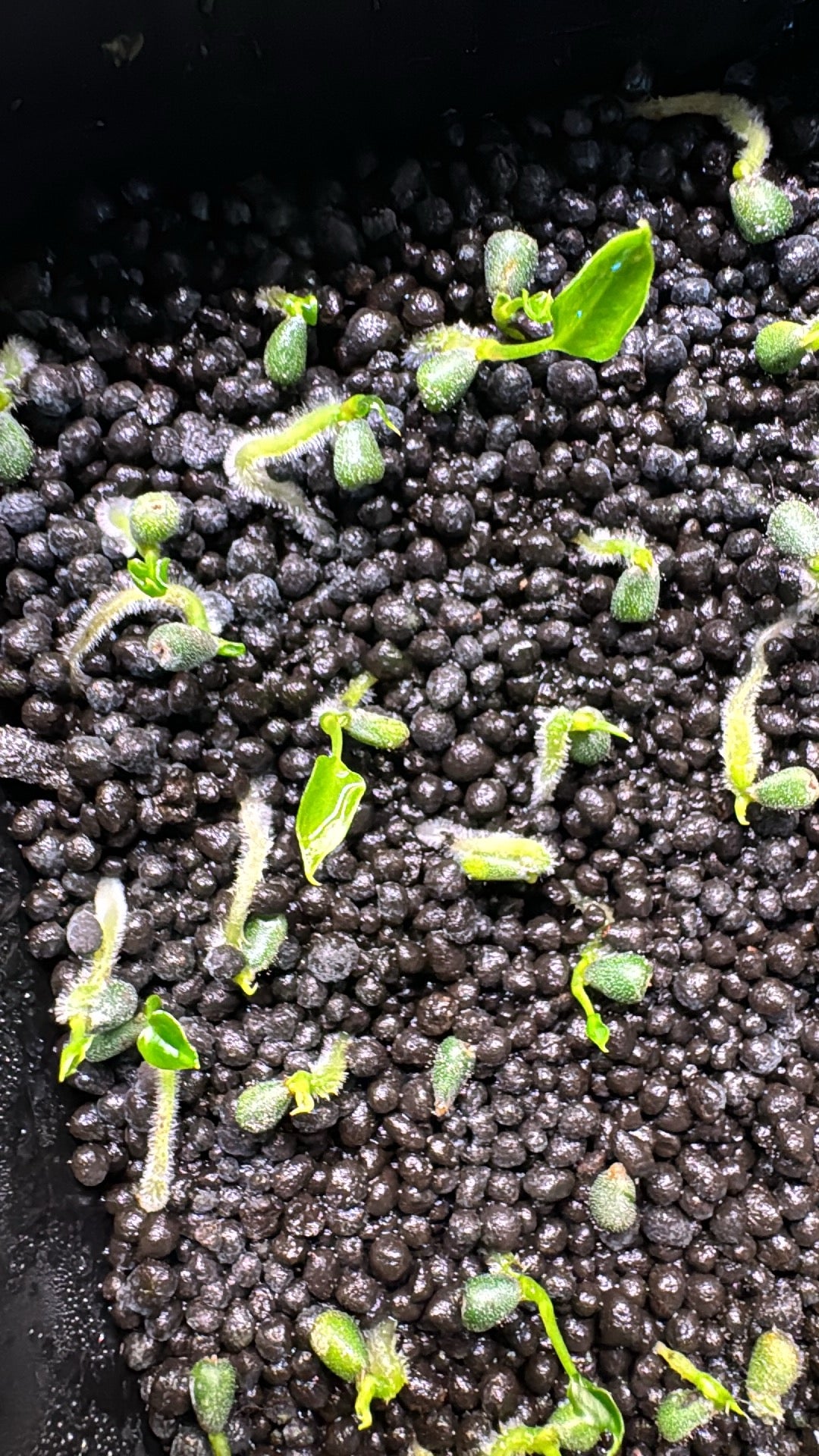 Papillilaminum “Blue Perfection” (seed) x Anthurium Forgetii Dark (pollen) Seedling