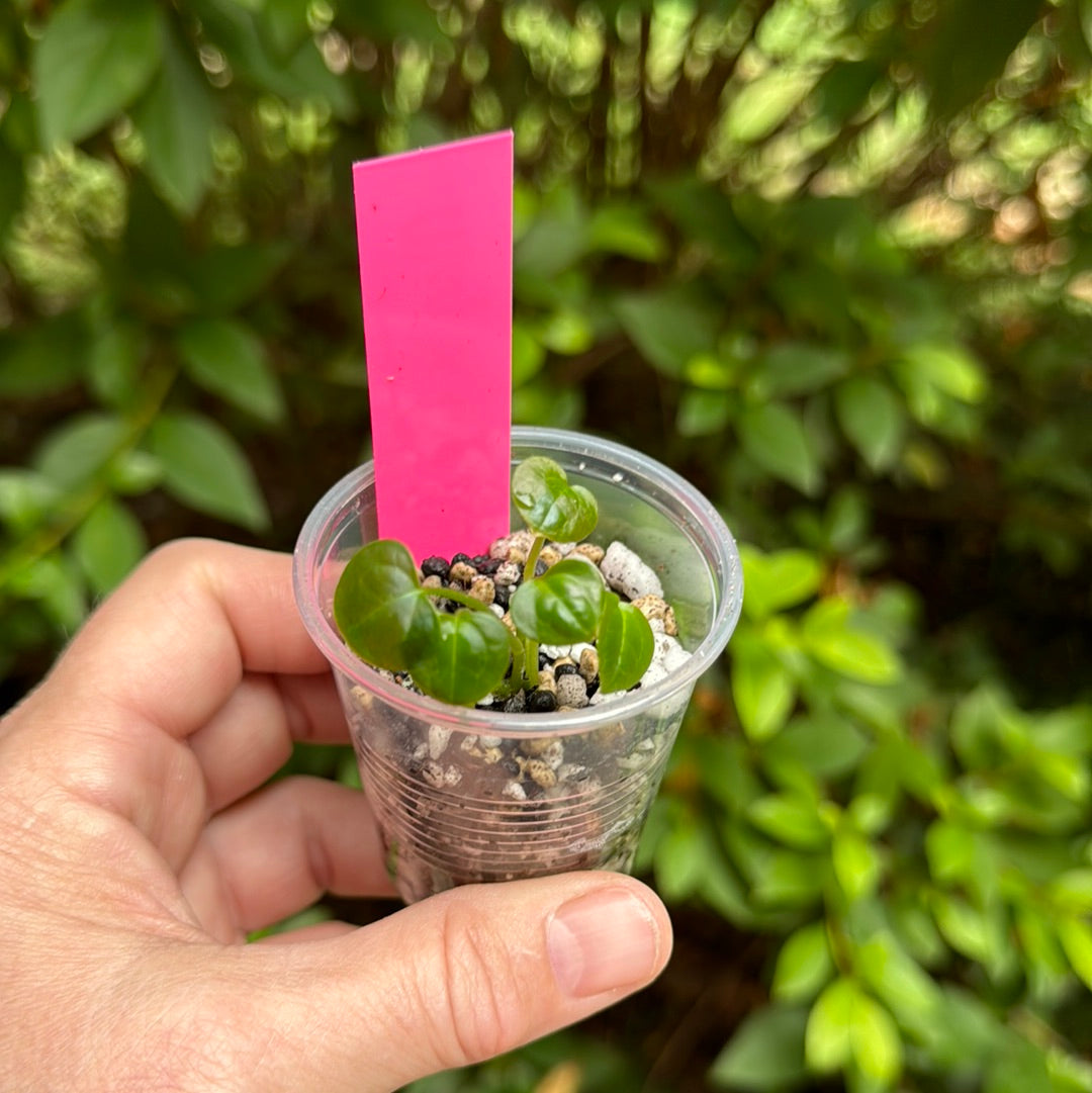 Anthurium Magnificum x Pap “Blue Perfection” SEEDLING