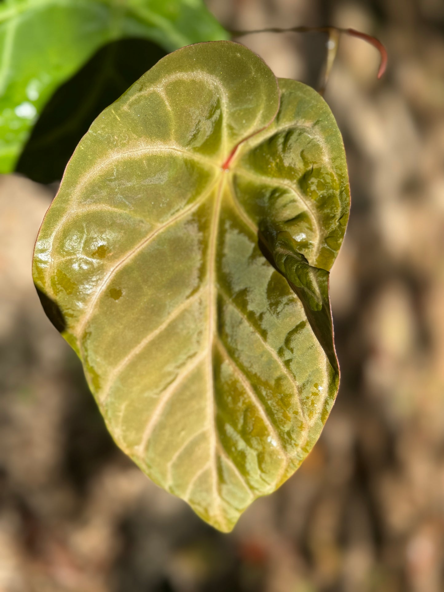 Anthurium “Pink Lemonade” x Besseae aff SEEDLING