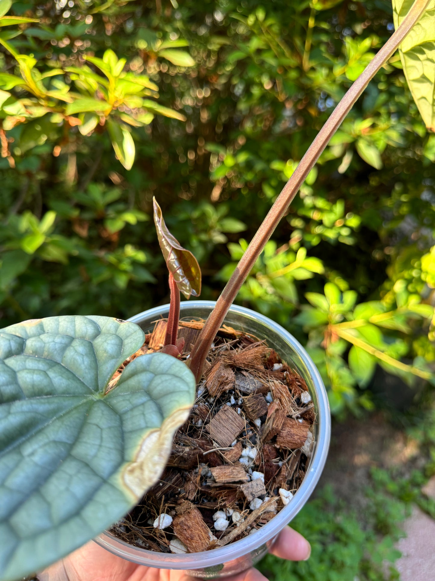 Anthurium Luxurians Platinum