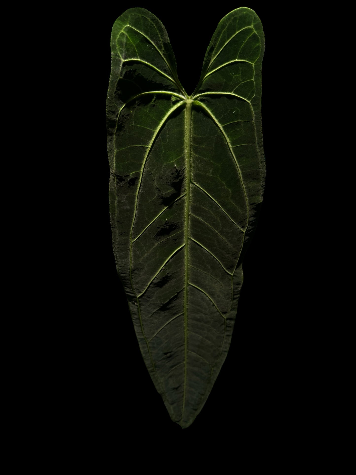 Anthurium Warocqueanum Dark x Pterydactyl