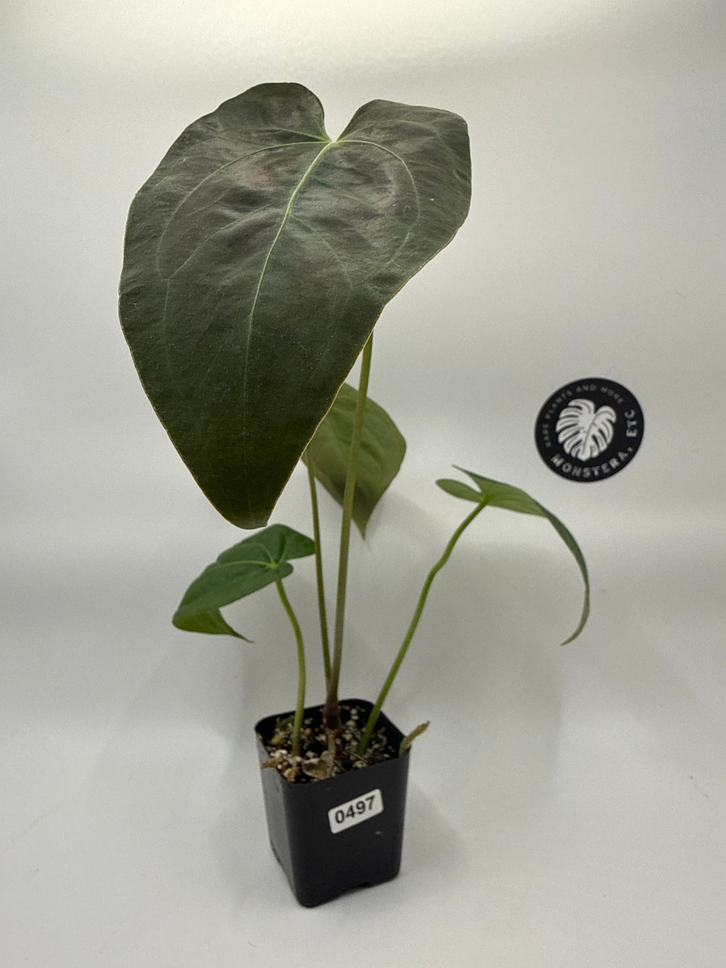 Barry Schwartz Anthurium Magnificum hybrid