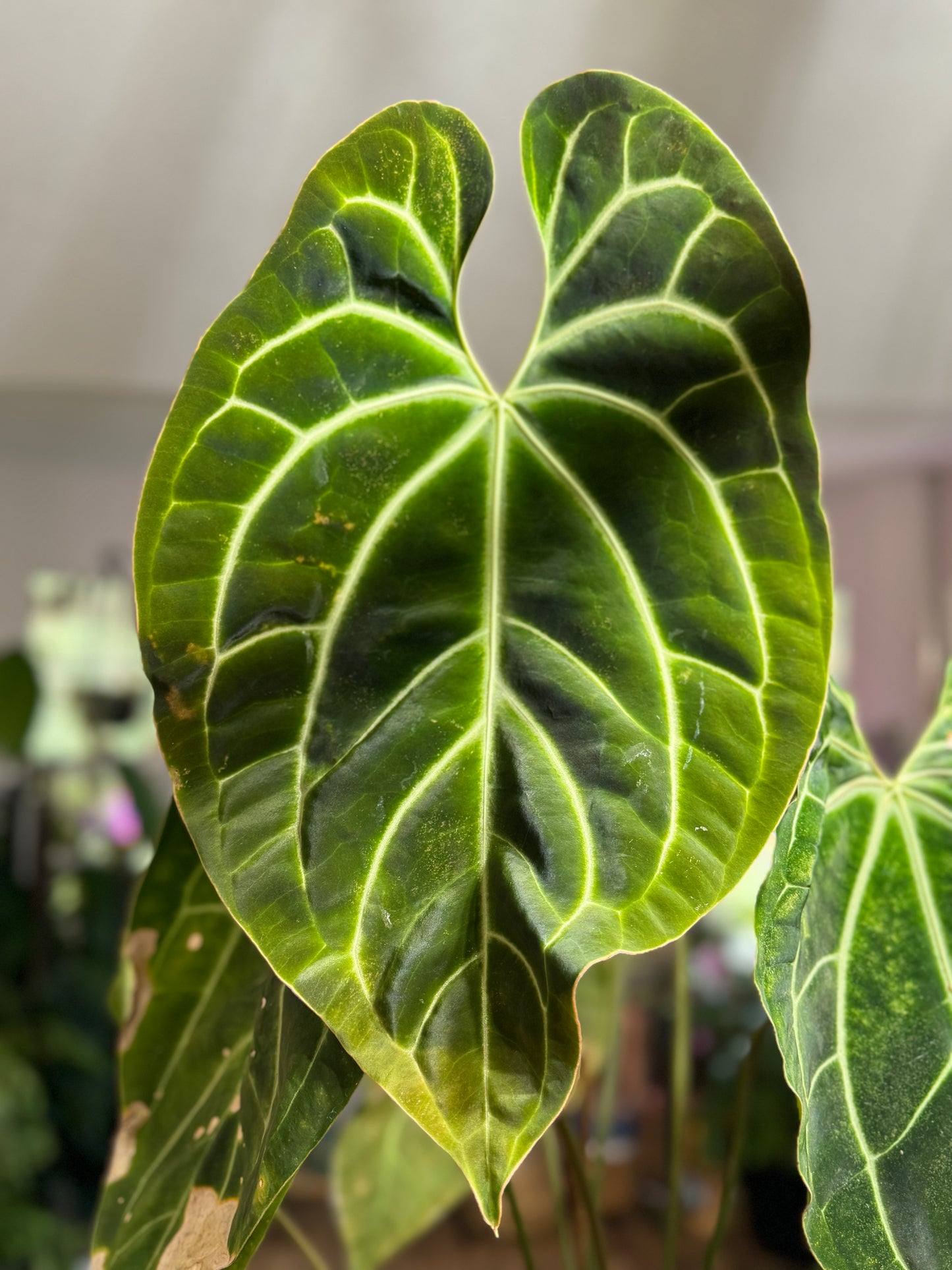 Anthurium “Pink Lemonade” x Besseae aff SEEDLING