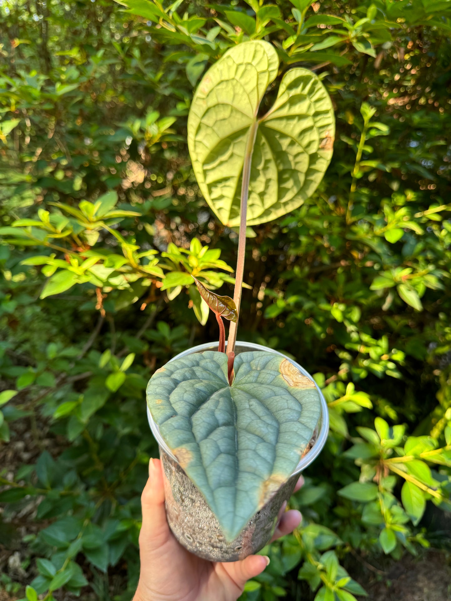 Anthurium Luxurians Platinum