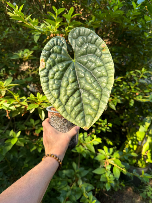 Anthurium Luxurians Platinum