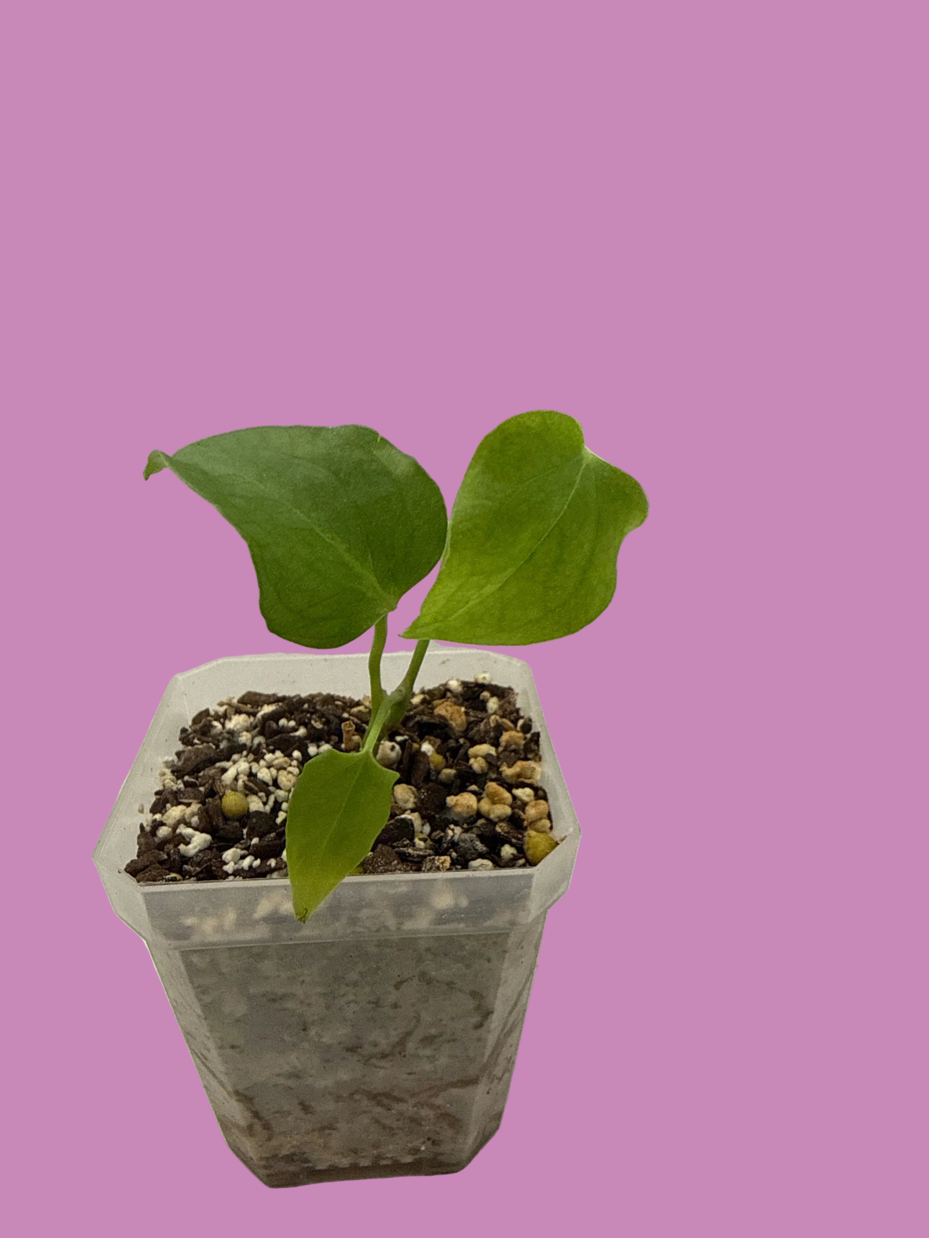 Anthurium ‘Red Gunsal’ Seedling