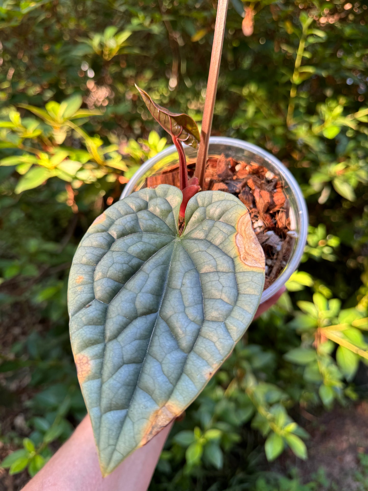 Anthurium Luxurians Platinum