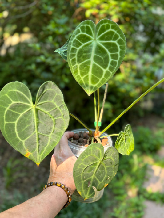 Anthurium Clarinervium by Barry Schwartz