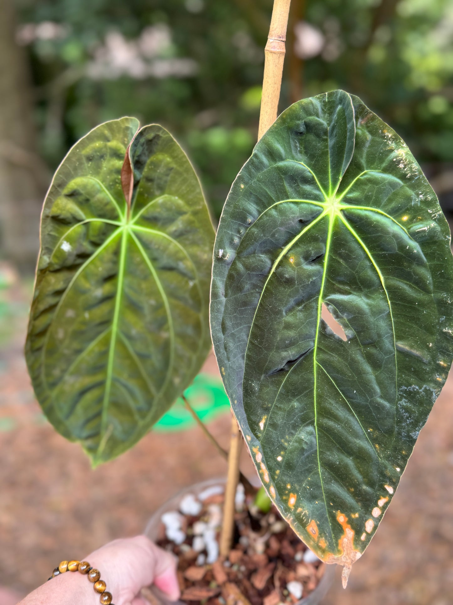 Anthurium Magnificum x Pap “Blue Perfection” SEEDLING