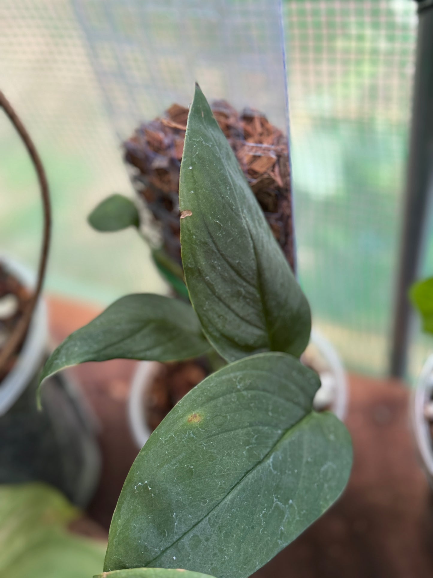 Monstera Obliqua sp Black