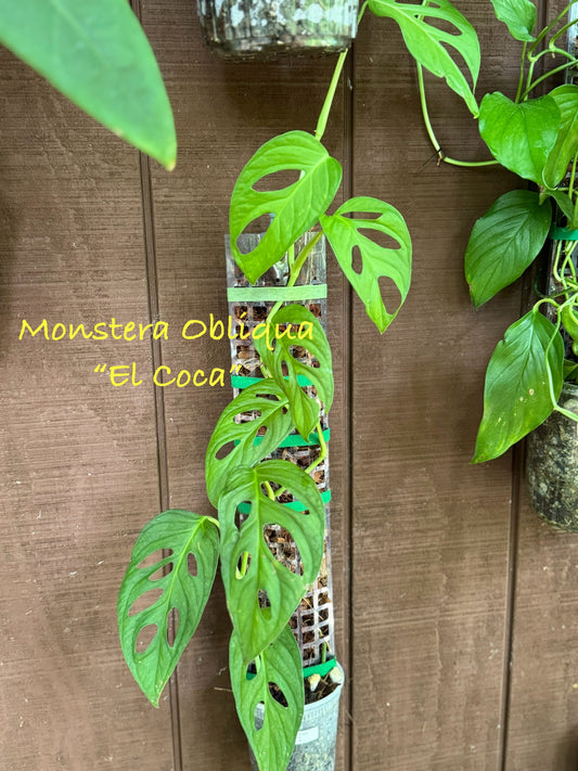 Monstera Obliqua “El Coca”