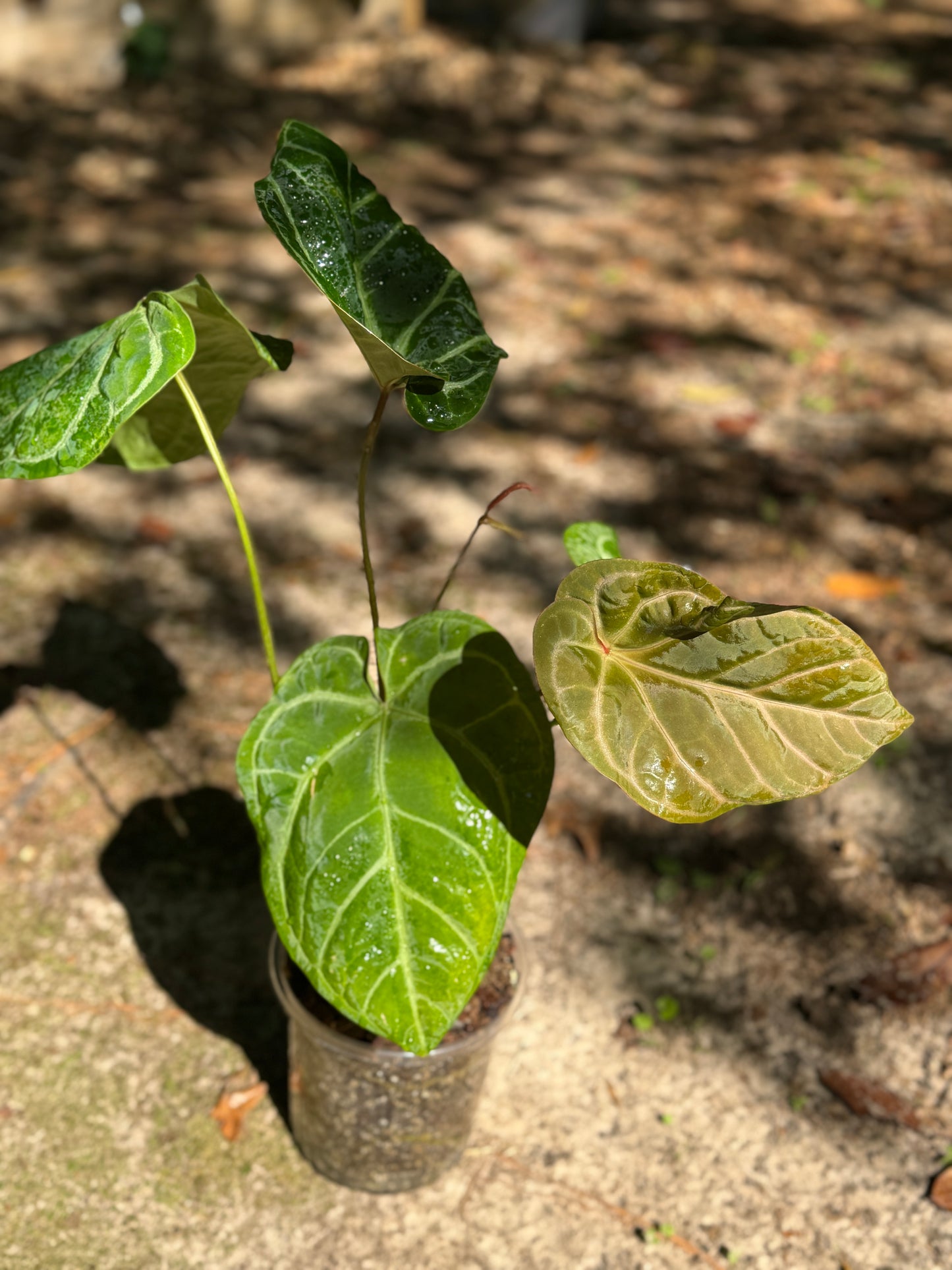 Anthurium “Pink Lemonade” x Besseae aff SEEDLING