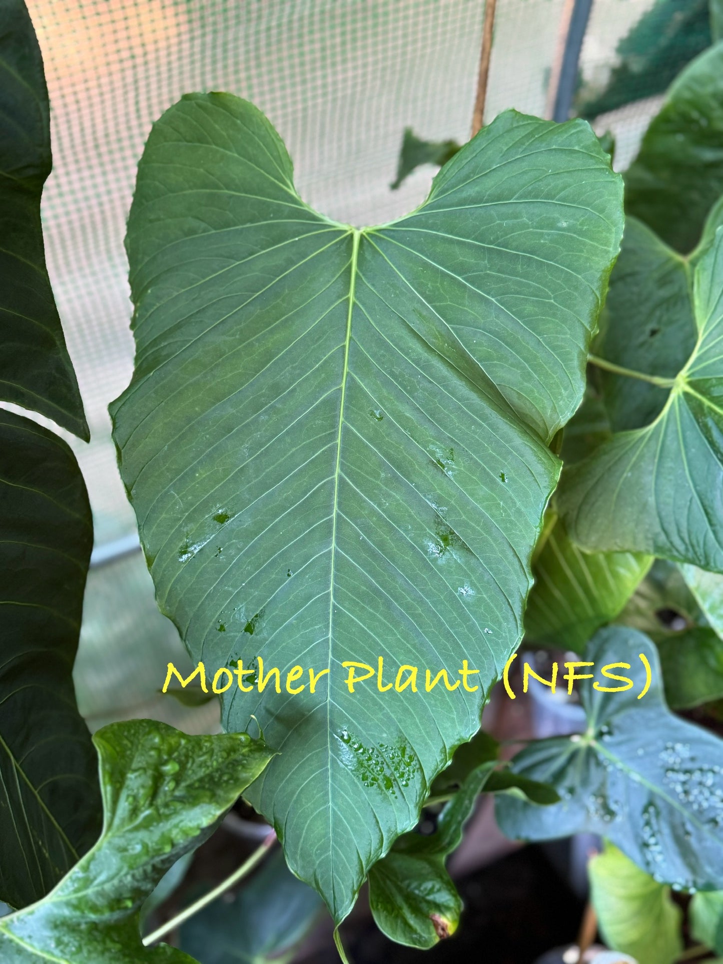 Anthurium Cupulispathum