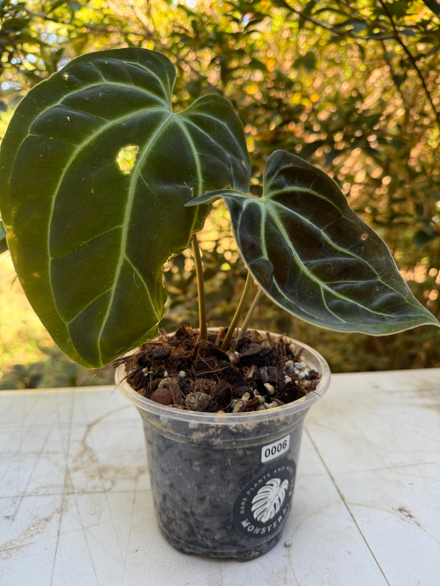 Anthurium Besseae aff. (blue-hue)